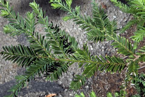 Coast Redwood Tree Seedling 12-18 Inches Quart Pot Sequoia | Etsy