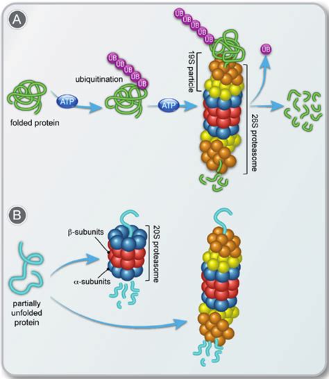 A simplified representation of the ( A ) ubiquitin-dependent 26S ...