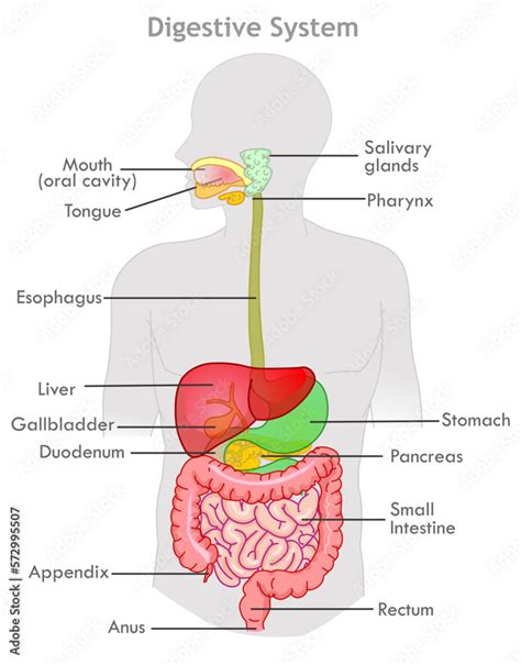 Digestive System Anatomy Diagram Human Organs Mouth S - vrogue.co