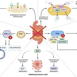 Cellular mechanisms by which proteasome inhibition triggers apoptosis. | Download Scientific Diagram