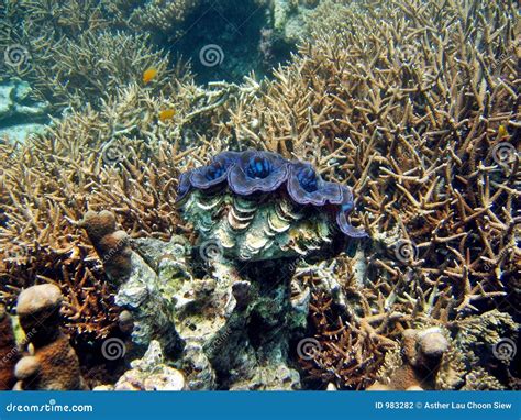 Giant Habitat stock photo. Image of seafood, nature, bivalve - 983282