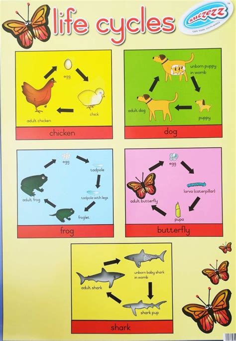 "Life Cycles" laminated poster 680mm x 480mm - Educational Toys Online