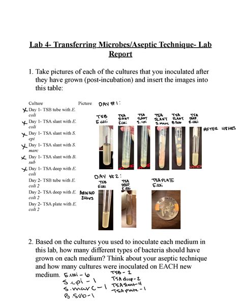 Lab 4- Transferring Microbes Aseptic Technique- Lab Report - Take pictures of each of the ...