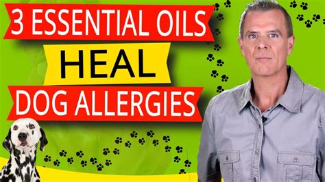 Essential Oils To Treat Dog Allergies (Dogs Itchy Skin, Ear Infection and Inflammation - Recipes ...