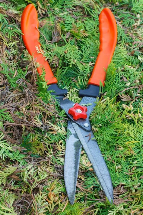 Gardening Tool To Trim Bushes, Seasonal Trimmed Bushes Stock Photo - Image of shrubs, natural ...