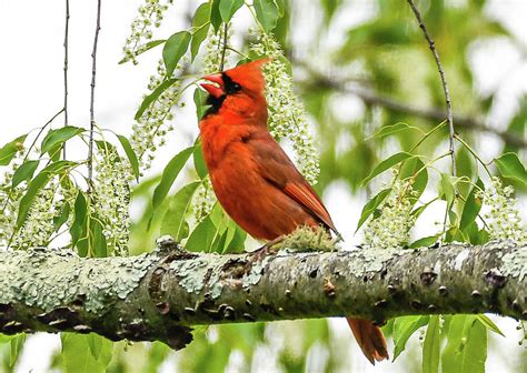 Male Cardinal Singing Photograph by Claire Gruneberg - Fine Art America