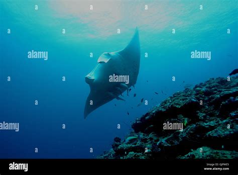 Manta Ray underwater diving photo Maldives Indian Ocean Stock Photo - Alamy