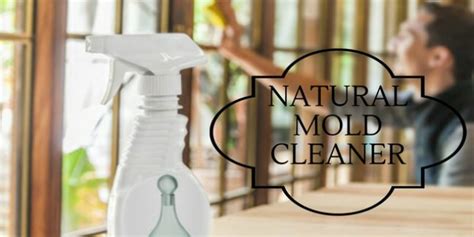 Homemade Natural Mold Cleaner – Tip Junkie