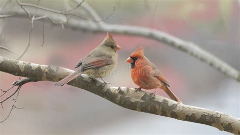 Winter Northern Cardinal Pair Stock Image - Image of songbird, american ...