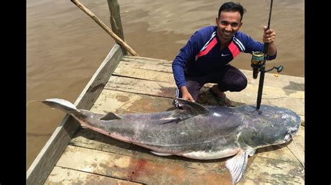 Piraiba Fishing in Suriname. My first Piraiba (lau lau) 2.08 m - YouTube