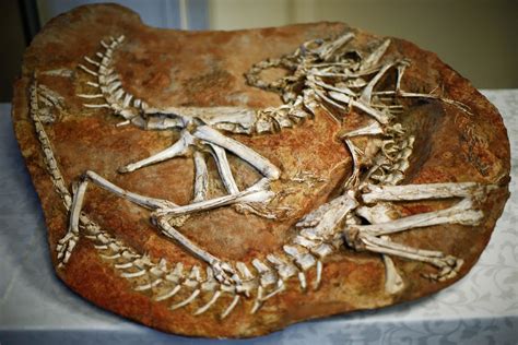 Seized Dinosaur Bones Return to Mongolia Home - NBC News