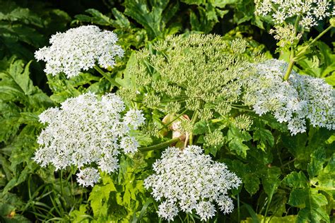 Apiaceae | Description, Characteristics, Examples, Genera, Species ...