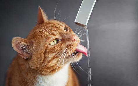 Best Wet Cat Food For Urinary Health - Tips and Reviews