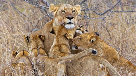 Lion Family Wallpapers - Top Free Lion Family Backgrounds - WallpaperAccess