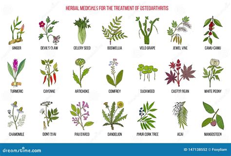 Best Herbal Remedies for Osteoarthritis Stock Vector - Illustration of medicinal, grape: 147138552