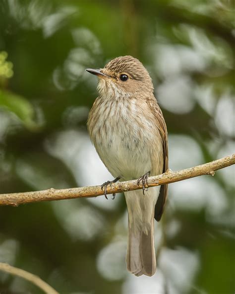 CAMBRIDGESHIRE BIRD CLUB GALLERY: Spotted Flycatcher