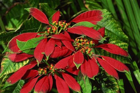 a red poinsettia with green leaves in the foreground and another plant in the background