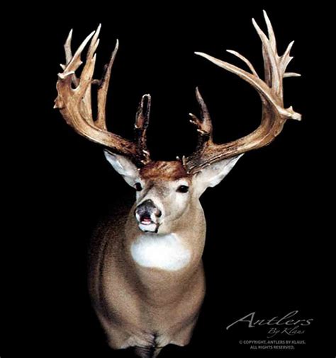 Keith Dahmer's Alberta Non-Typical Buck - North American Whitetail