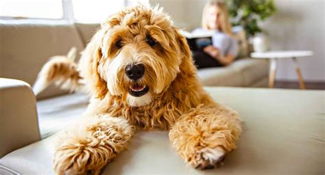 Labradoodle Dog Breed Information | Labradoodle dogs, Labradoodle, Dog ...