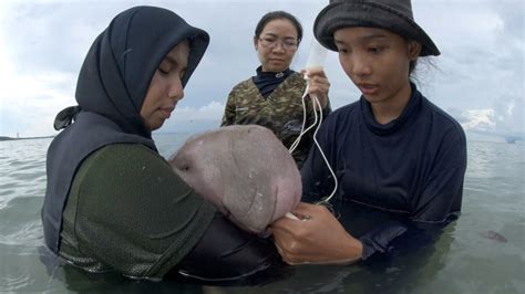 Thailand's orphaned baby dugong becomes conservation star | CTV News