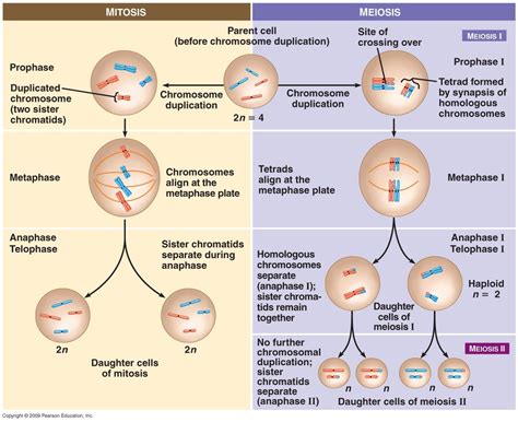 Lesson 5.4 ( Mitosis & Asexual Reproduction) - ECS-Living Environment