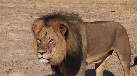 U.S. dentist wanted for killing Cecil the lion - CNN