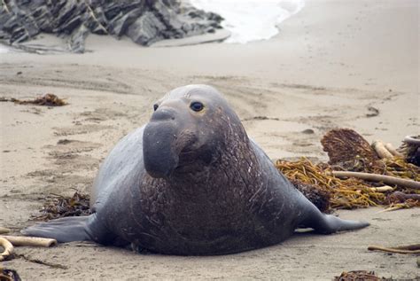 elephant seal on a beach-4977 | Stockarch Free Stock Photo Archive