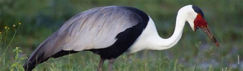 Wattled Crane | African Wildlife Foundation