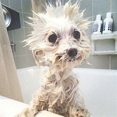 When you're in the shower and hear your phone vibrating. | Funny ...