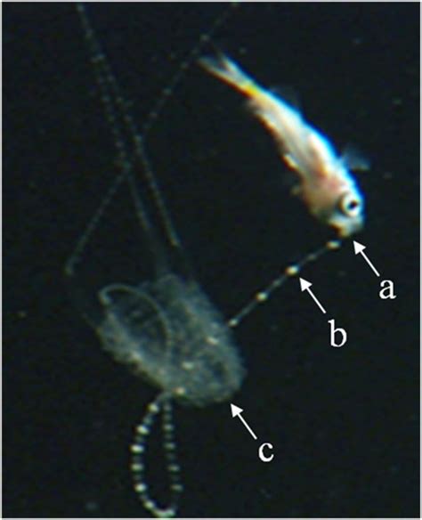 Carukia barnesi Catchin [IMAGE] | EurekAlert! Science News Releases