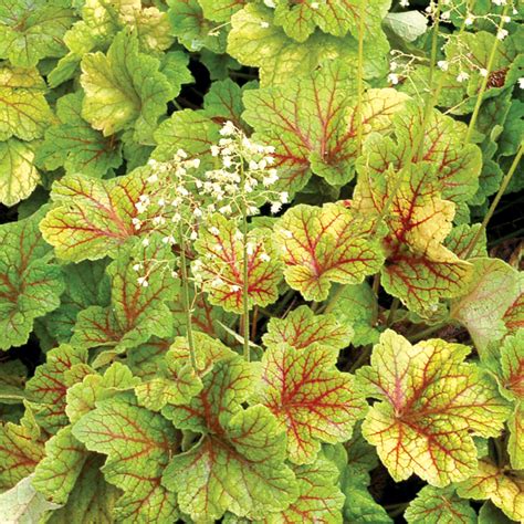 Heuchera | TERRA NOVA® Nurseries, Inc.