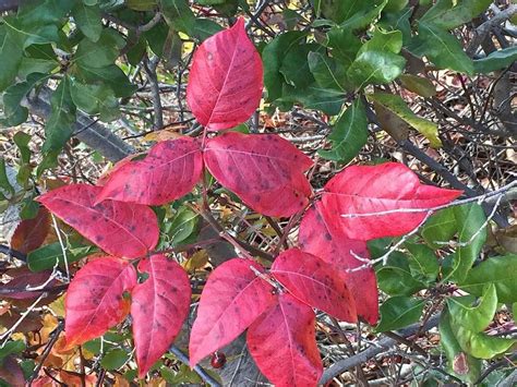 How poison ivy leaves can be enjoyable in the fall ... as long as you ...