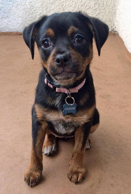 Rottweiler Chihuahua Doberman Mix - Pets Lovers