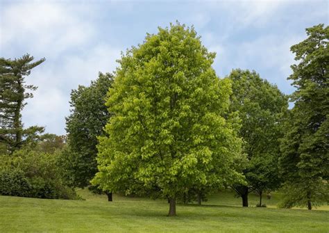 Northern Red Oak | Direct Native Plants