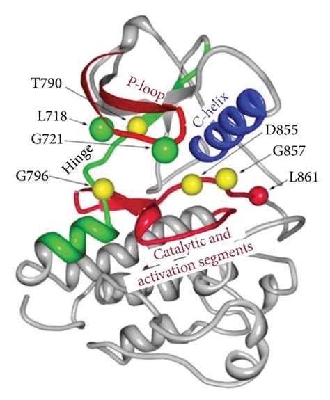 Structural mapping of cancer mutational hotspots in protein kinases ...