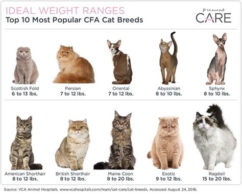 Ideal Weight Ranges for Popular Cat Breeds | Cat breeds, Popular cat ...