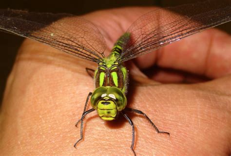 One Dragonfly Can Eat 100s of Mosquitoes per Day: Keep These Plants in ...