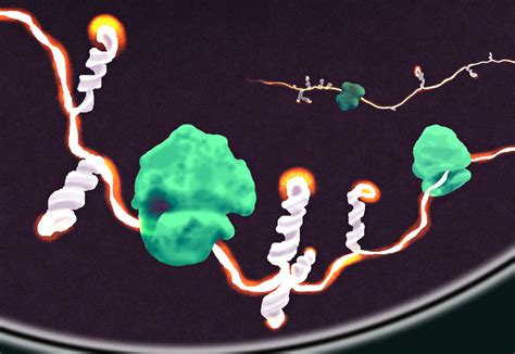 mRNA Structure Revealed – Department of Chemistry