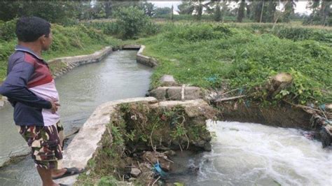 Topik: Irigasi Sawah - Irigasi Sawah Rusak Dibiarkan Dinas Pertanian, Petani Merana Terpaksa ...