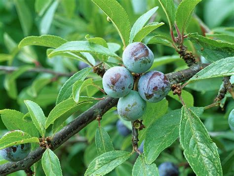 Prunus Spinosa Photograph by Geoff Kidd/science Photo Library | Fine Art America