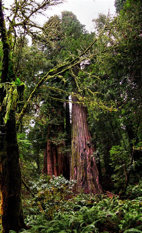 Hyperion Redwood. World's Tallest. Redwood National Park.