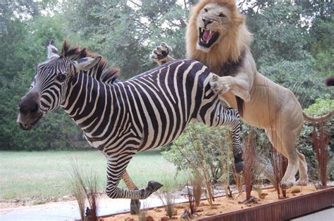 Lion W/ Zebra 2 by suggadug on DeviantArt