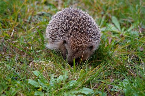 Hedgehog Latin Name: Erinaceus Europaeus Close Up of a Wild, Native Hedgehog in Natural Woodland ...