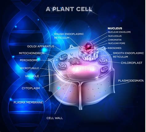 Plant Cell Structure and DNA Chain Stock Vector - Illustration of clip, endoplasmic: 77443615