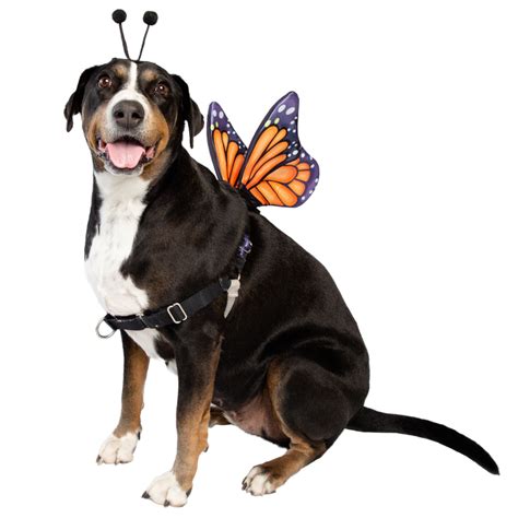 Monarch Butterfly Dog Costume – Decker's Dog + Cat