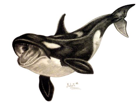 Drawing Killer whale (Orcinus orca) by MalaMi95 | OurArtCorner