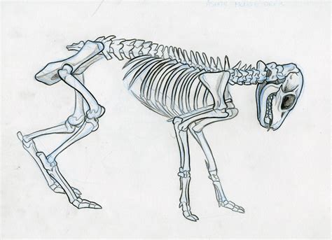 Animal Skeleton Drawing at PaintingValley.com | Explore collection of ...