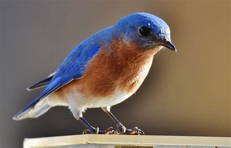 Eastern Bluebird | Great Bird Pics