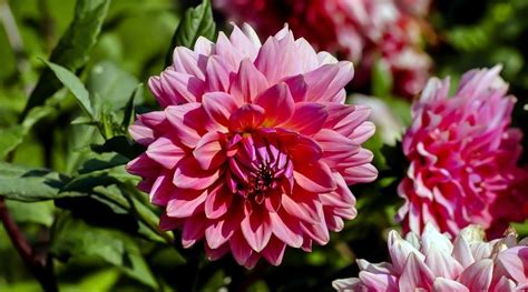 17 Dahlia Companion Plants To Grow With Dahilas | Companion planting, Plants, Flower farmer