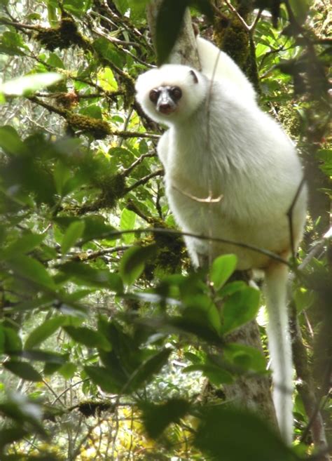 Silky Sifaka - The Lemur Conservation Foundation